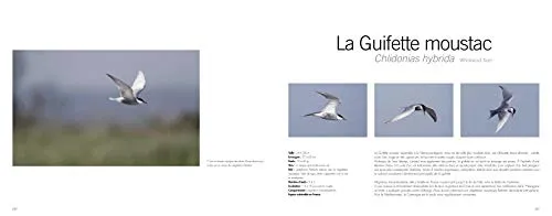 Oiseaux entre garrigues et M�diterran�e